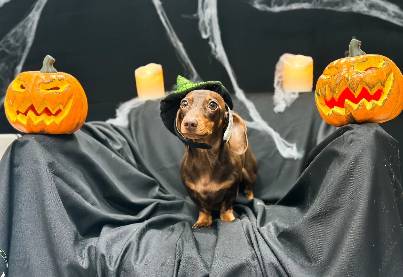 A dog dressed up for Halloween