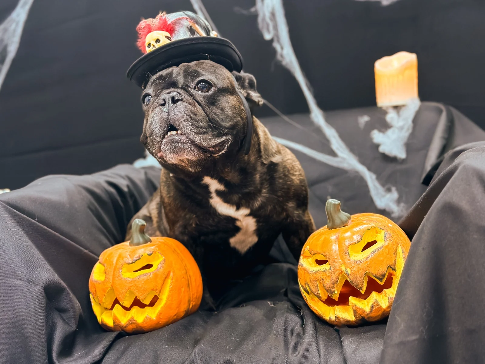 A French bulldog at a Halloween photoshoot