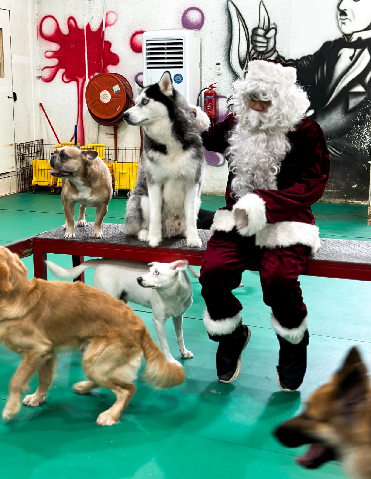 Dogs at play in the bright Bruno's Play Center play area