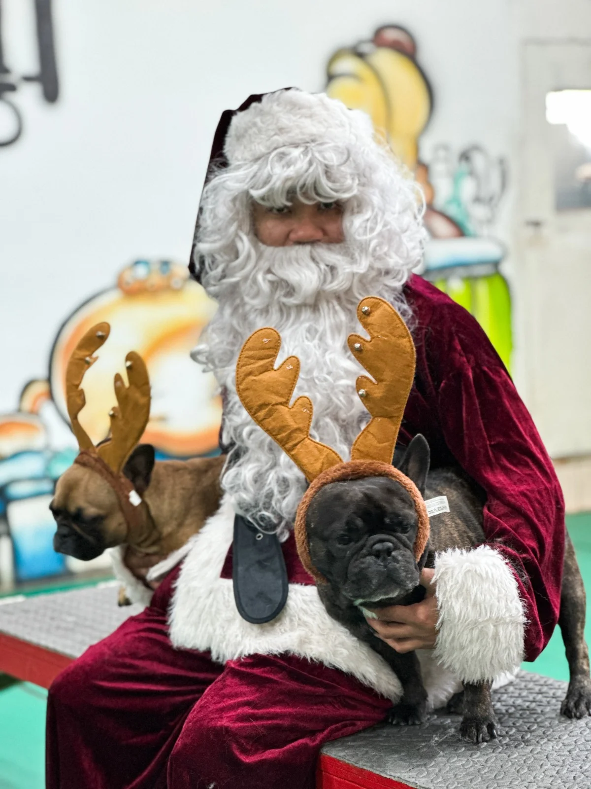 A French bulldog with Santa at Bruno's