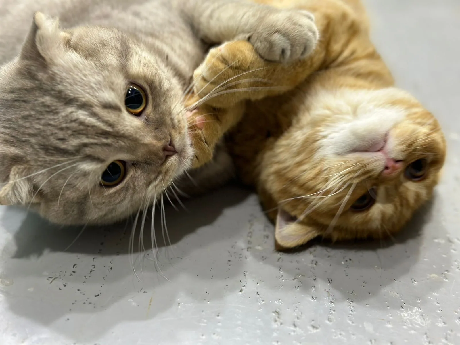 Two ginger cats playing together