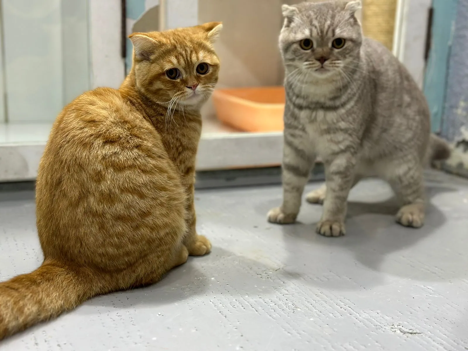 A ginger and a grey cat in the cattery