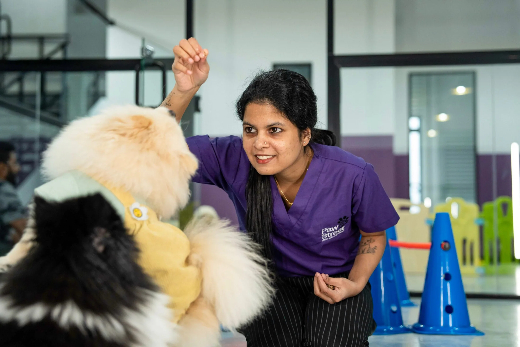 A Paw Street carer playing and training with a fluffy dog in the daycare play area