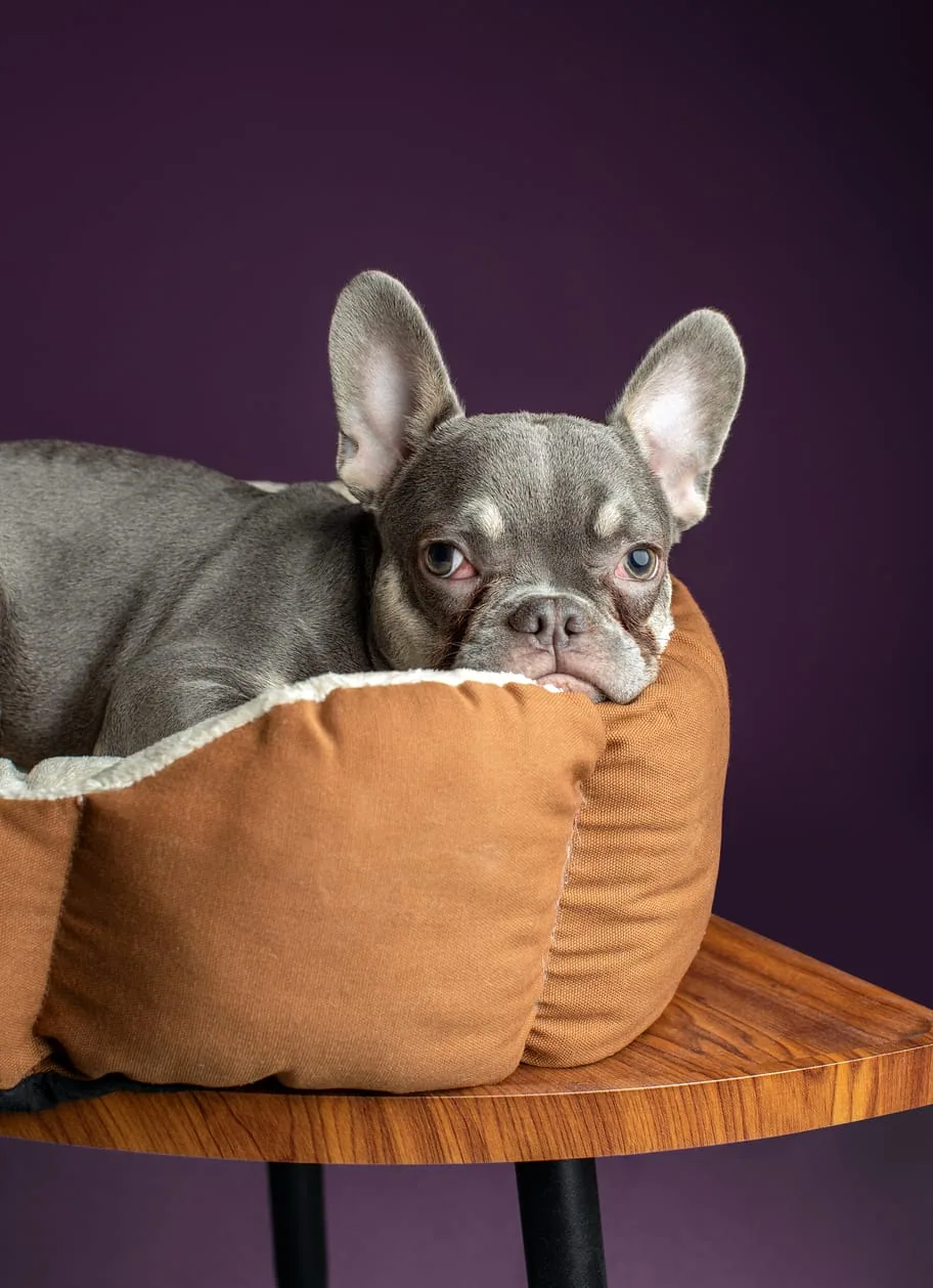 A relaxed French bulldog resting in a cosy bed at Paw Street, against the brand's signature purple backdrop
