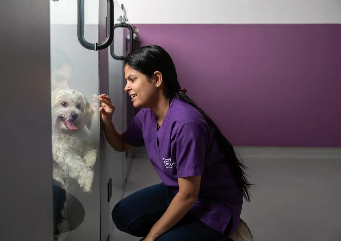 A Paw Street team member gently reassuring a happy dog at a boarding suite door