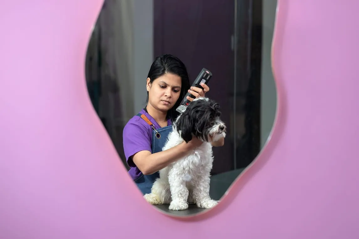 A Paw Street team member carrying a calm French bulldog, wearing a www.pawstreet.ae uniform