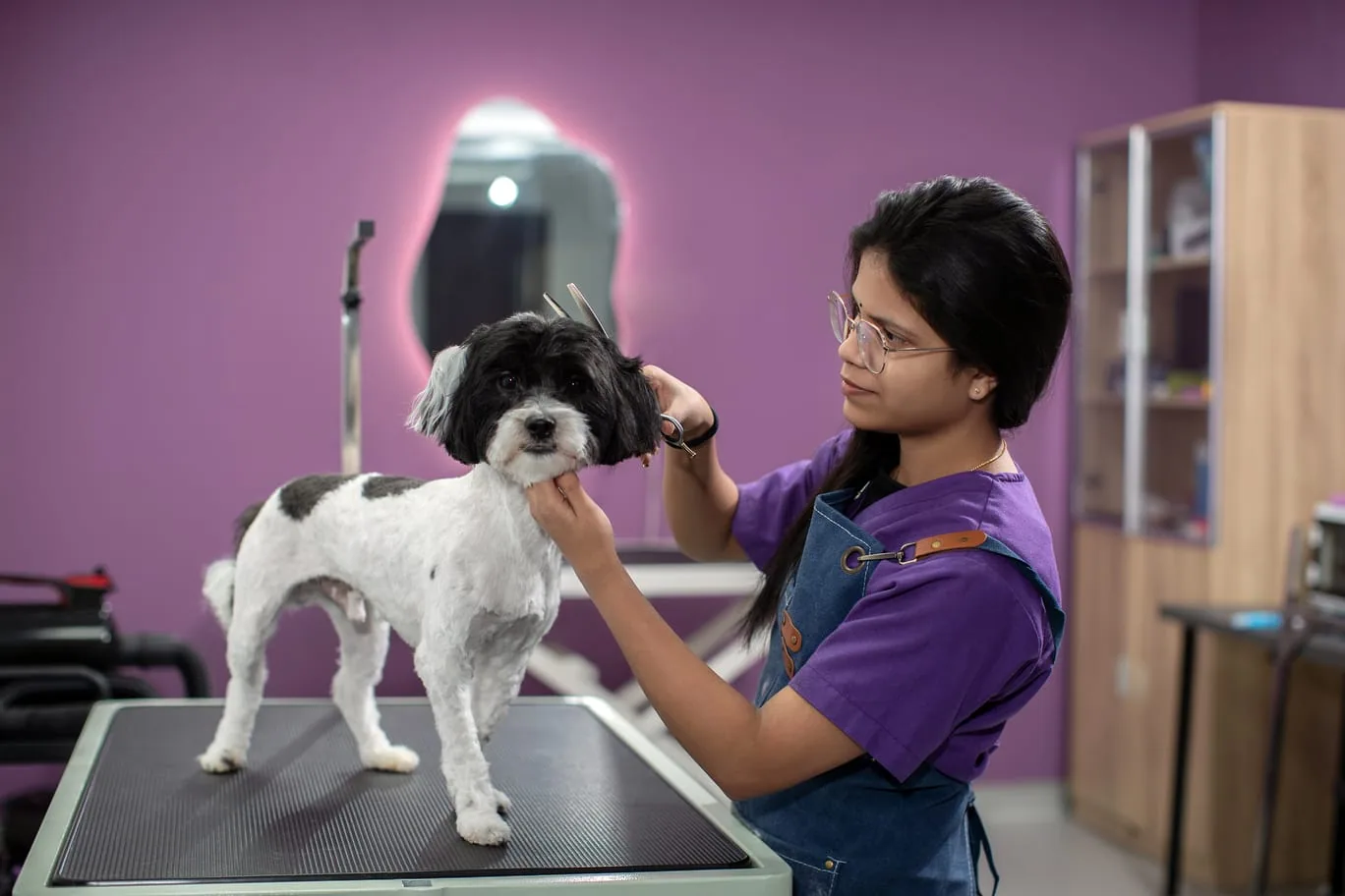 A groomer carefully styling a small dog's coat on the grooming table