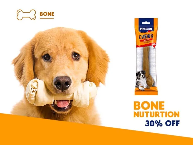 A golden retriever happily holding a chew bone