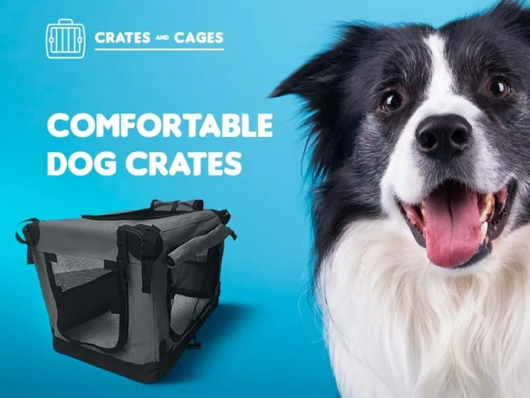 A happy black-and-white dog beside a comfortable travel crate