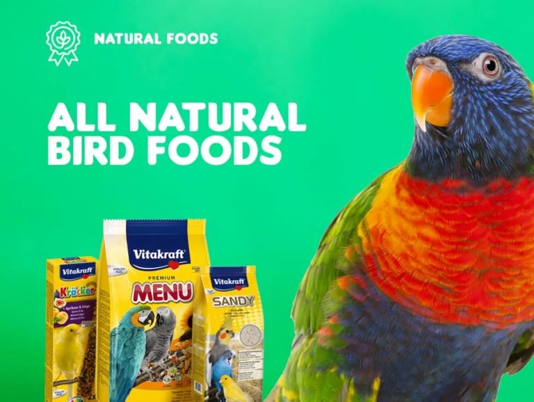 A brightly coloured rainbow lorikeet beside natural bird food packs
