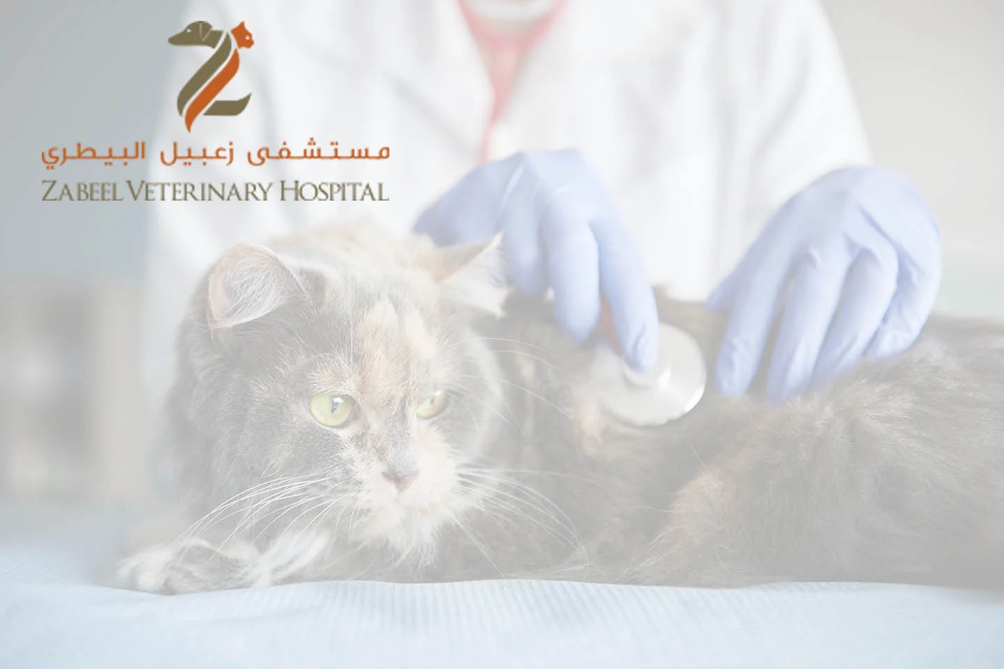 A veterinarian gently examining a calm grey cat