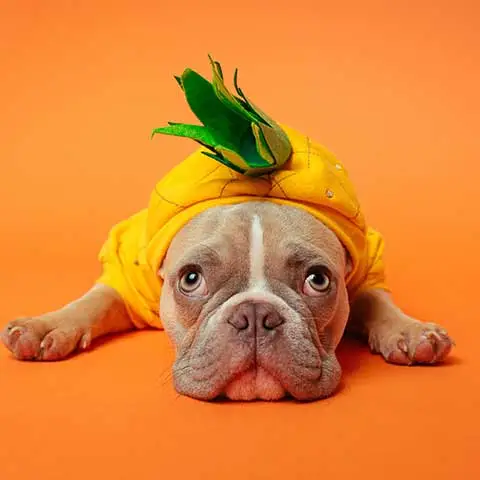 A French bulldog in a playful pineapple outfit against a bright orange backdrop