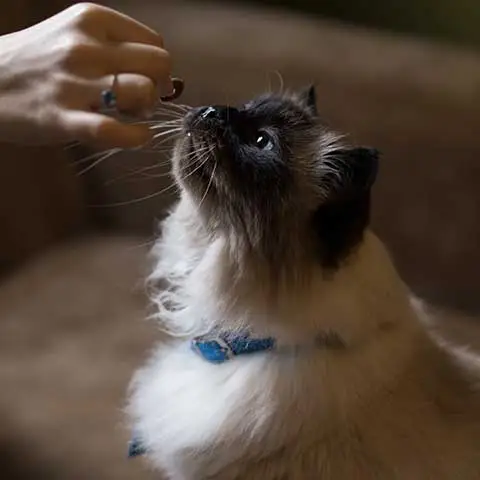 A long-haired cat being hand-fed a treat