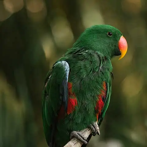 A vivid green eclectus parrot perched on a branch