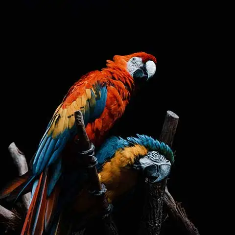 Two macaws with vivid red, blue and yellow plumage