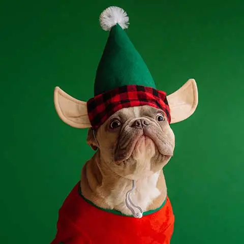 A French bulldog dressed in a festive elf costume