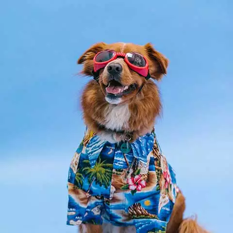 A dog in a Hawaiian shirt and sunglasses on a blue backdrop