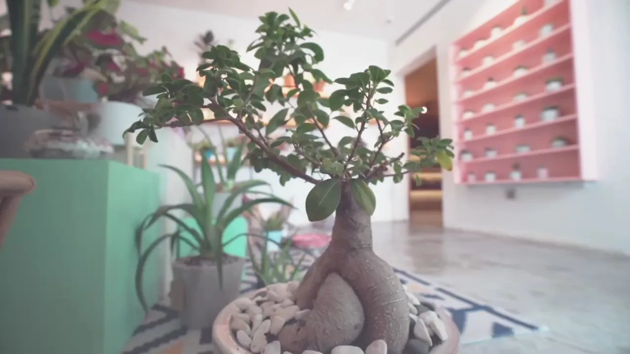 A bonsai among plants in the bright interior.