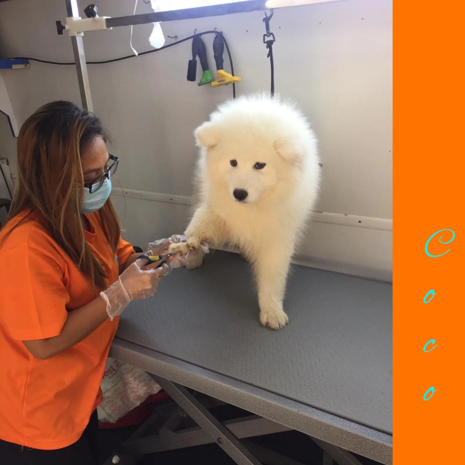 Samoyed having its paws tidied at Soaptopia Dubai
