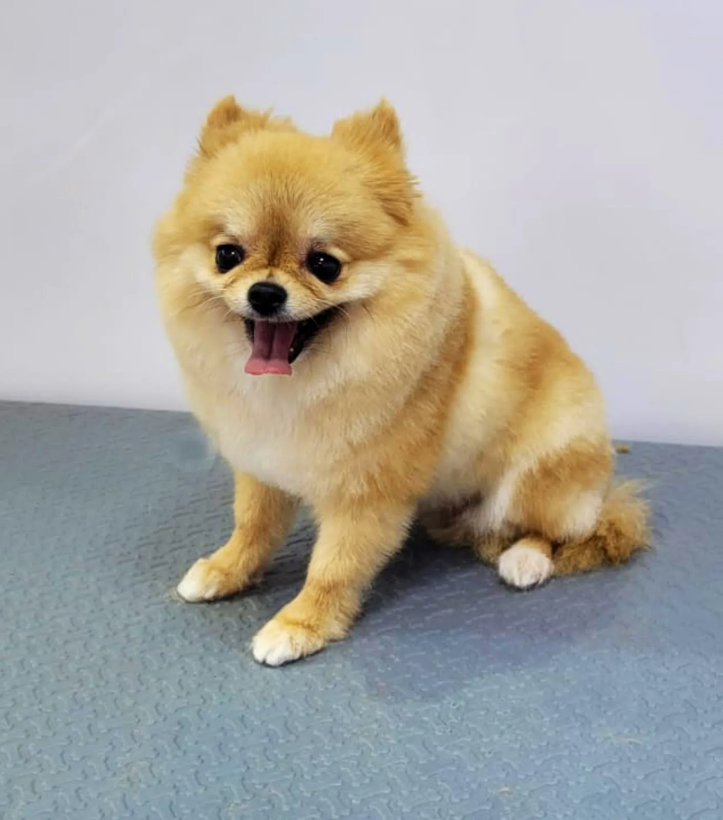 Tan Pomeranian after grooming