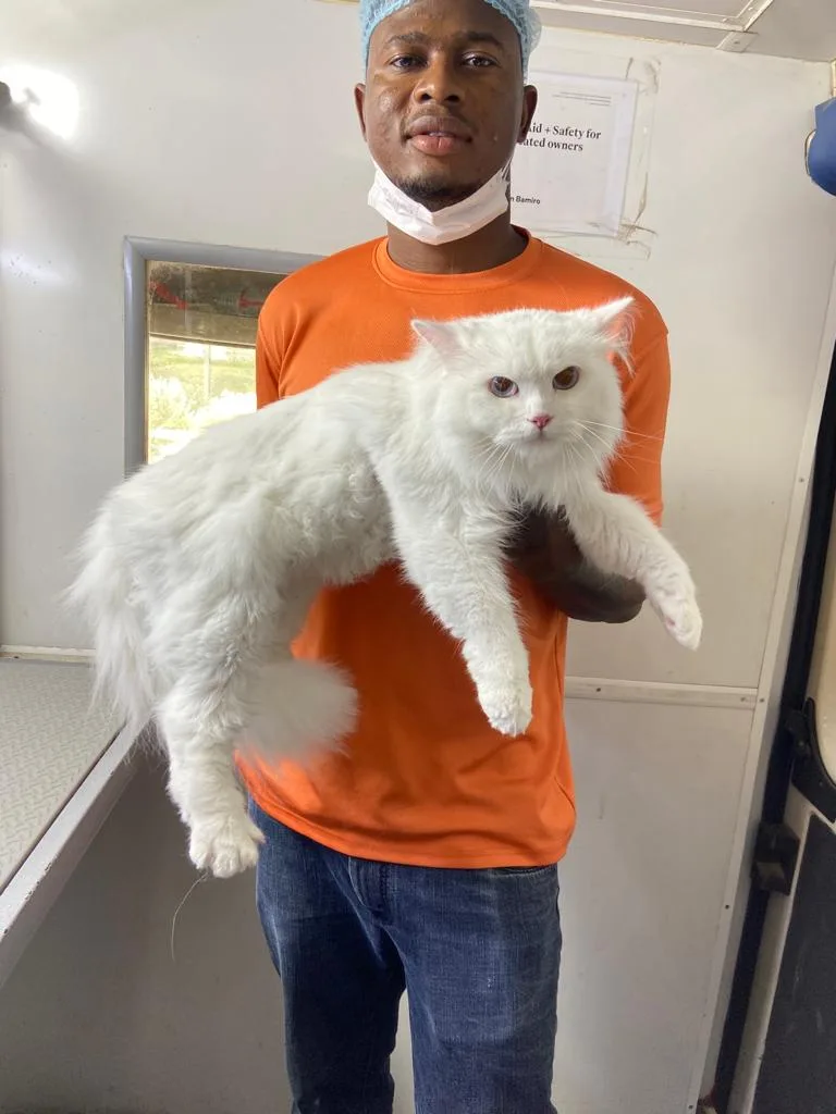 White Persian cat held by a Soaptopia groomer