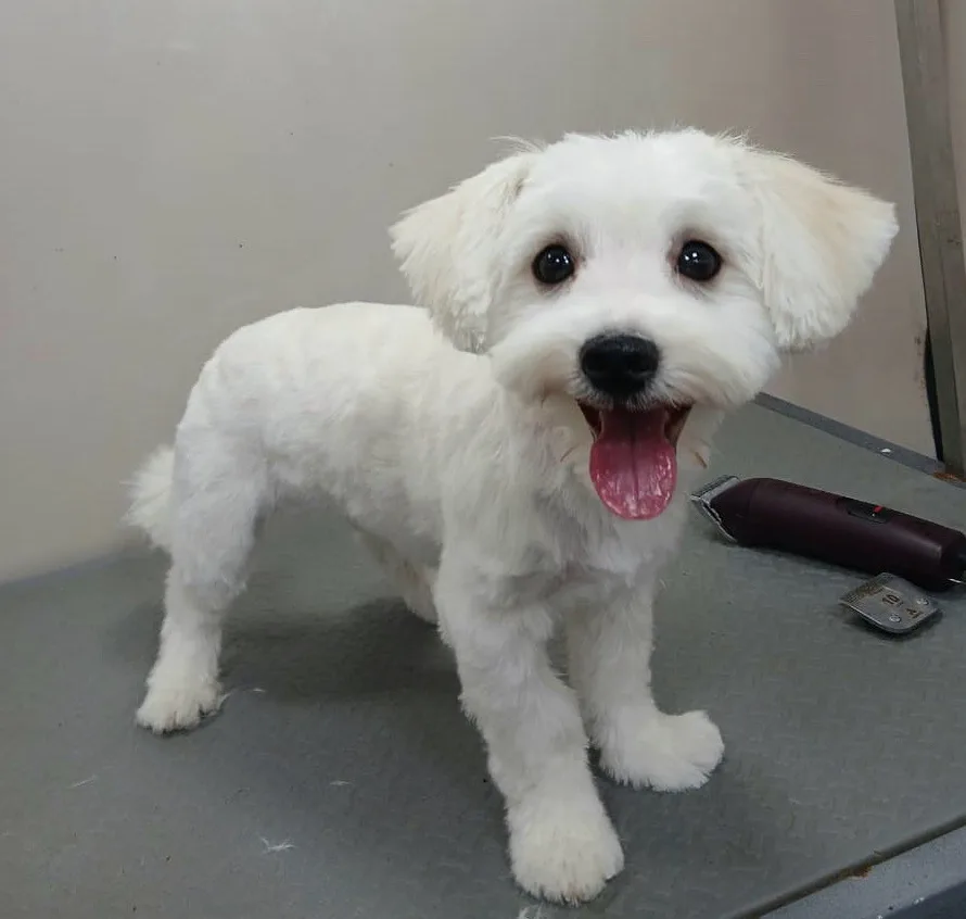 Maltese puppy after grooming