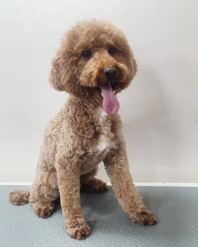 Brown toy poodle after a groom