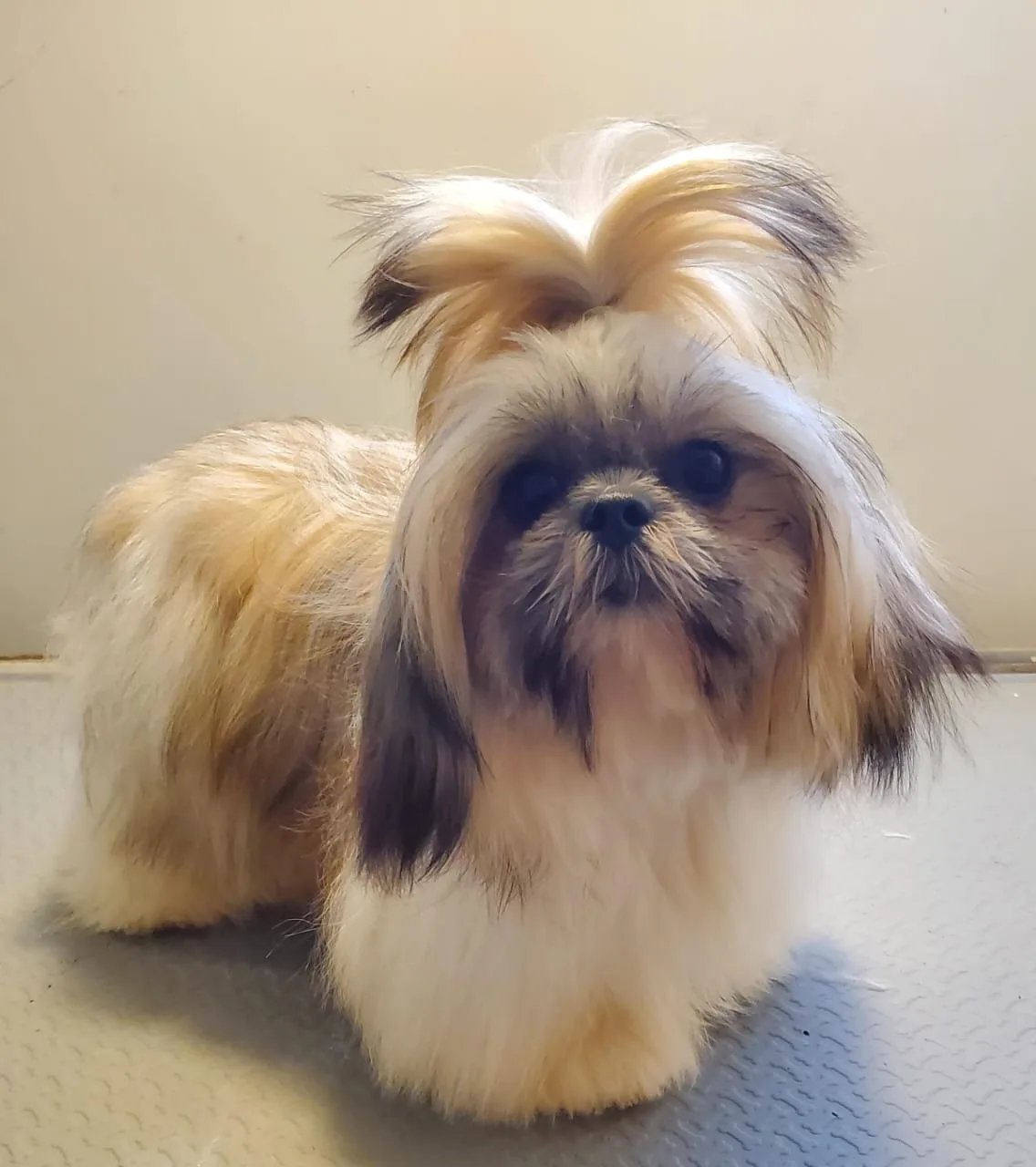 Shih Tzu with a top-knot after grooming