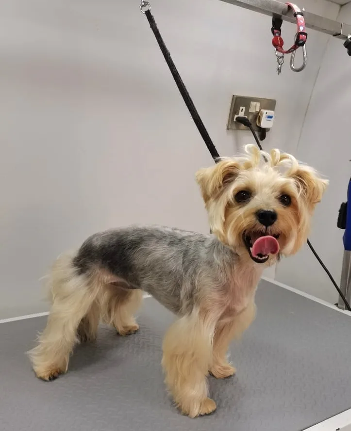 Yorkshire Terrier on the grooming table