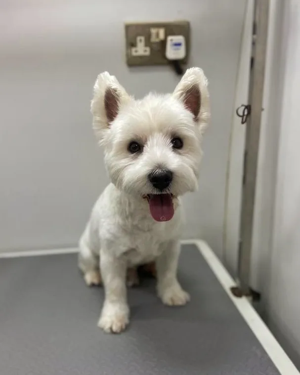 West Highland White Terrier after grooming