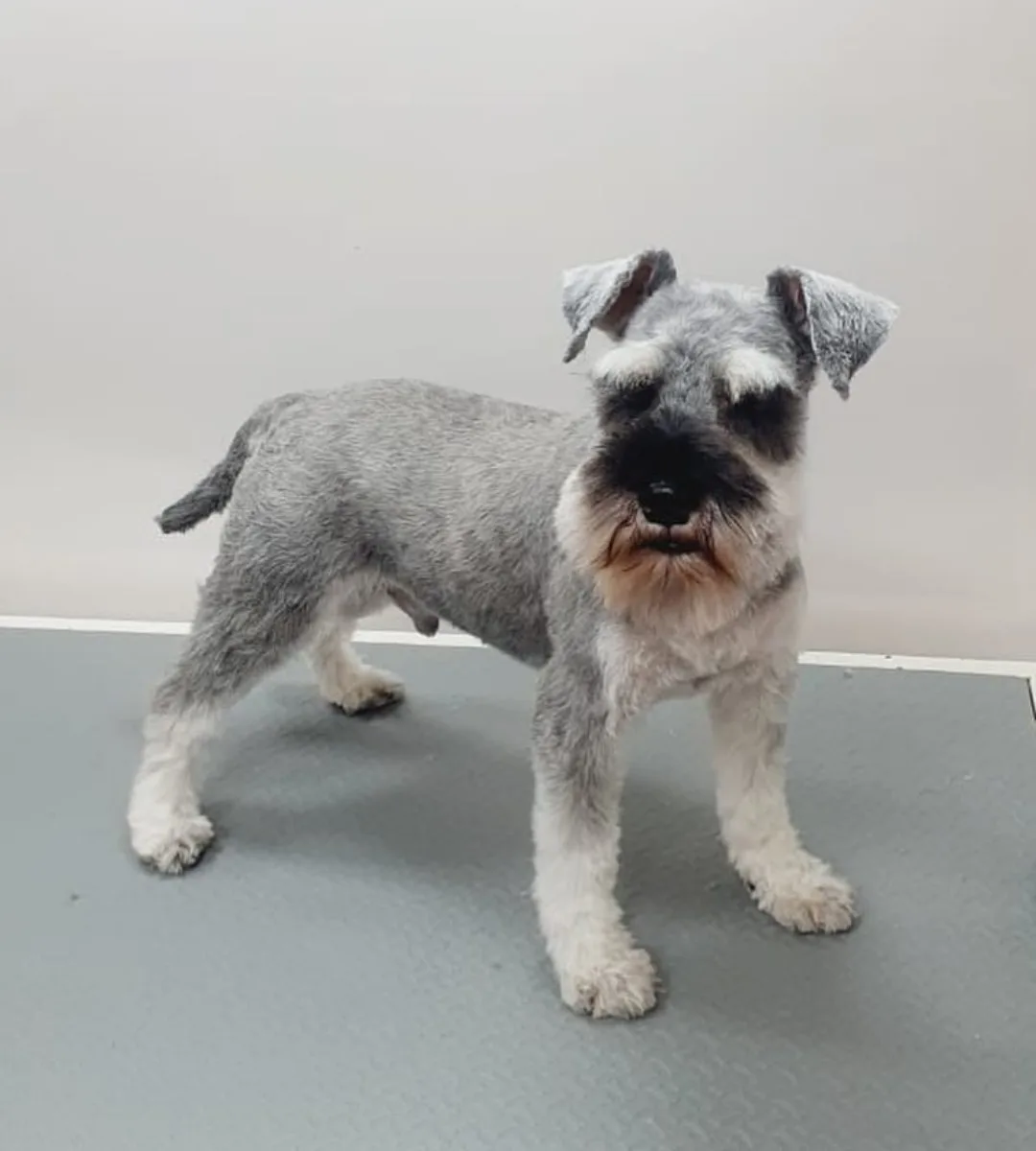 Schnauzer after a breed-style groom