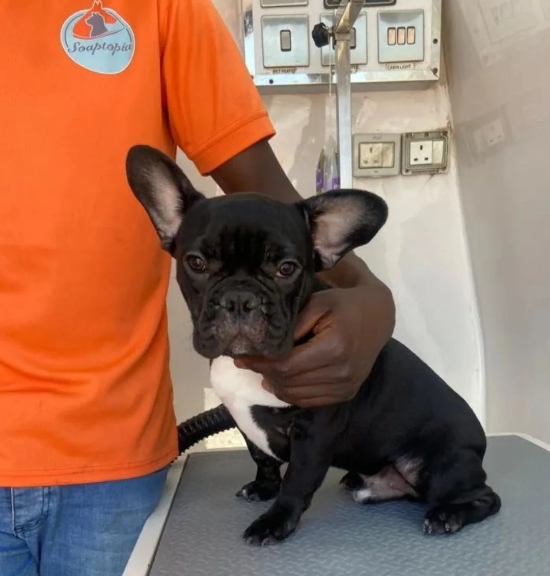 French Bulldog held by a Soaptopia groomer
