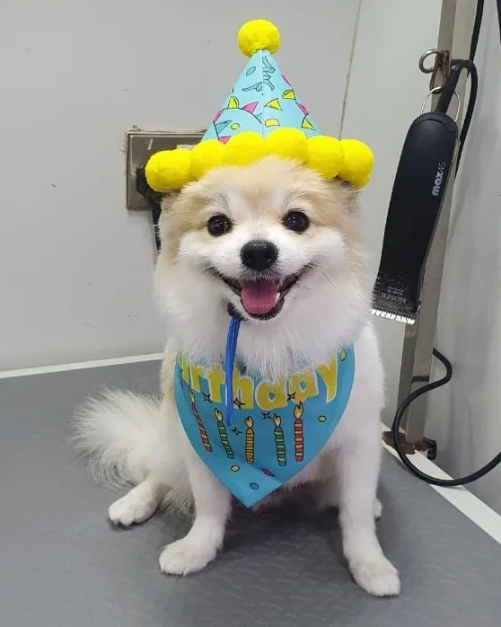 Pomeranian wearing a birthday hat and bandana