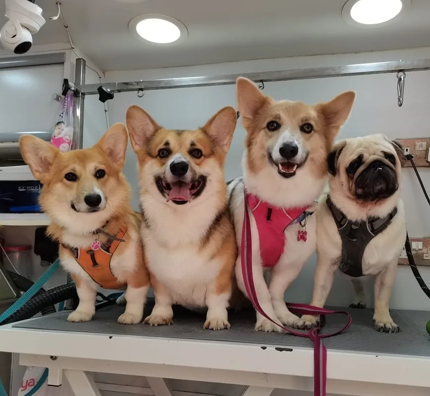 Three groomed corgis and a pug sitting together after grooming at Soaptopia Dubai