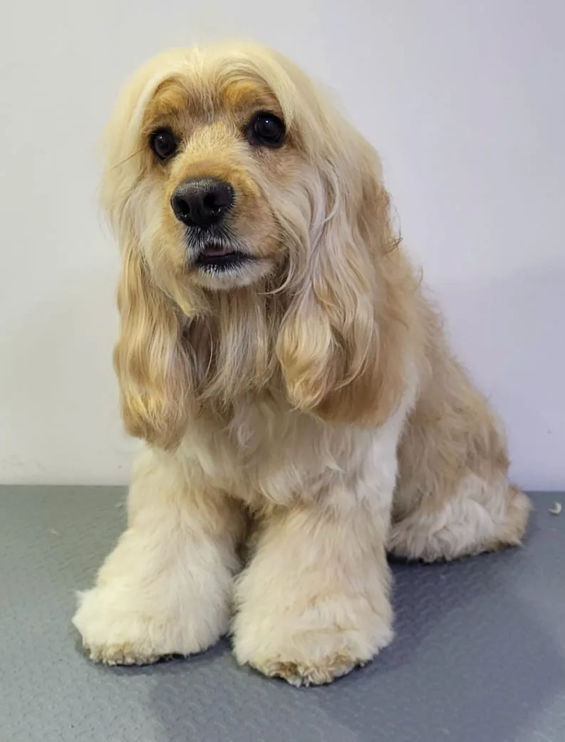 Golden Cocker Spaniel after grooming