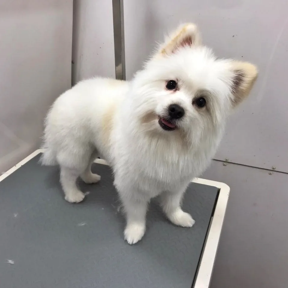 White Pomeranian after grooming