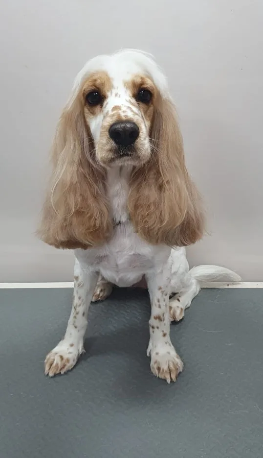 Orange and white Cocker Spaniel after grooming