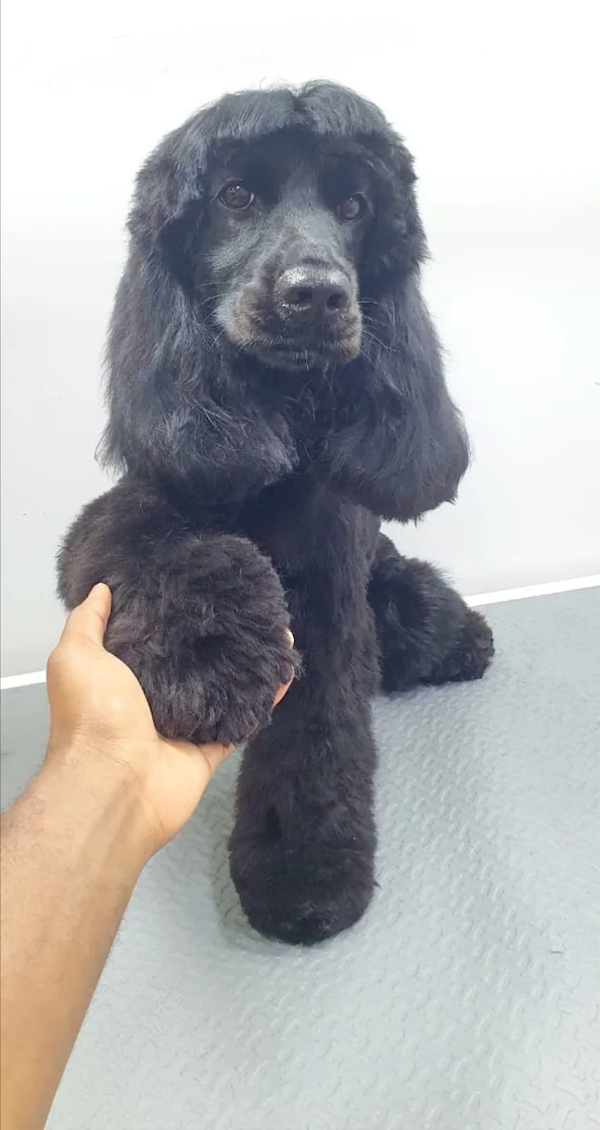 Black Poodle after grooming