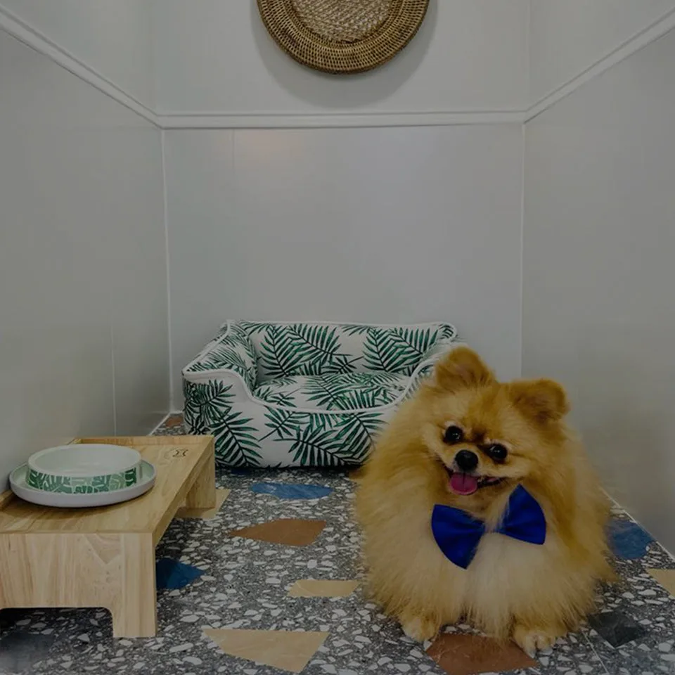 Happy small dog resting in the daycare lounge