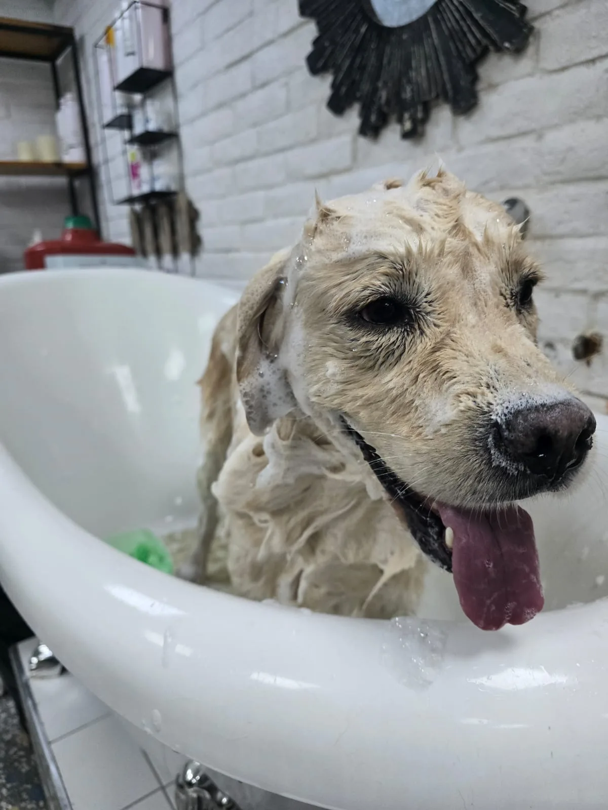 Dog enjoying a sudsy bath in the spa tub