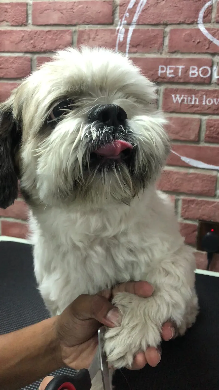 Small dog being groomed on a salon table