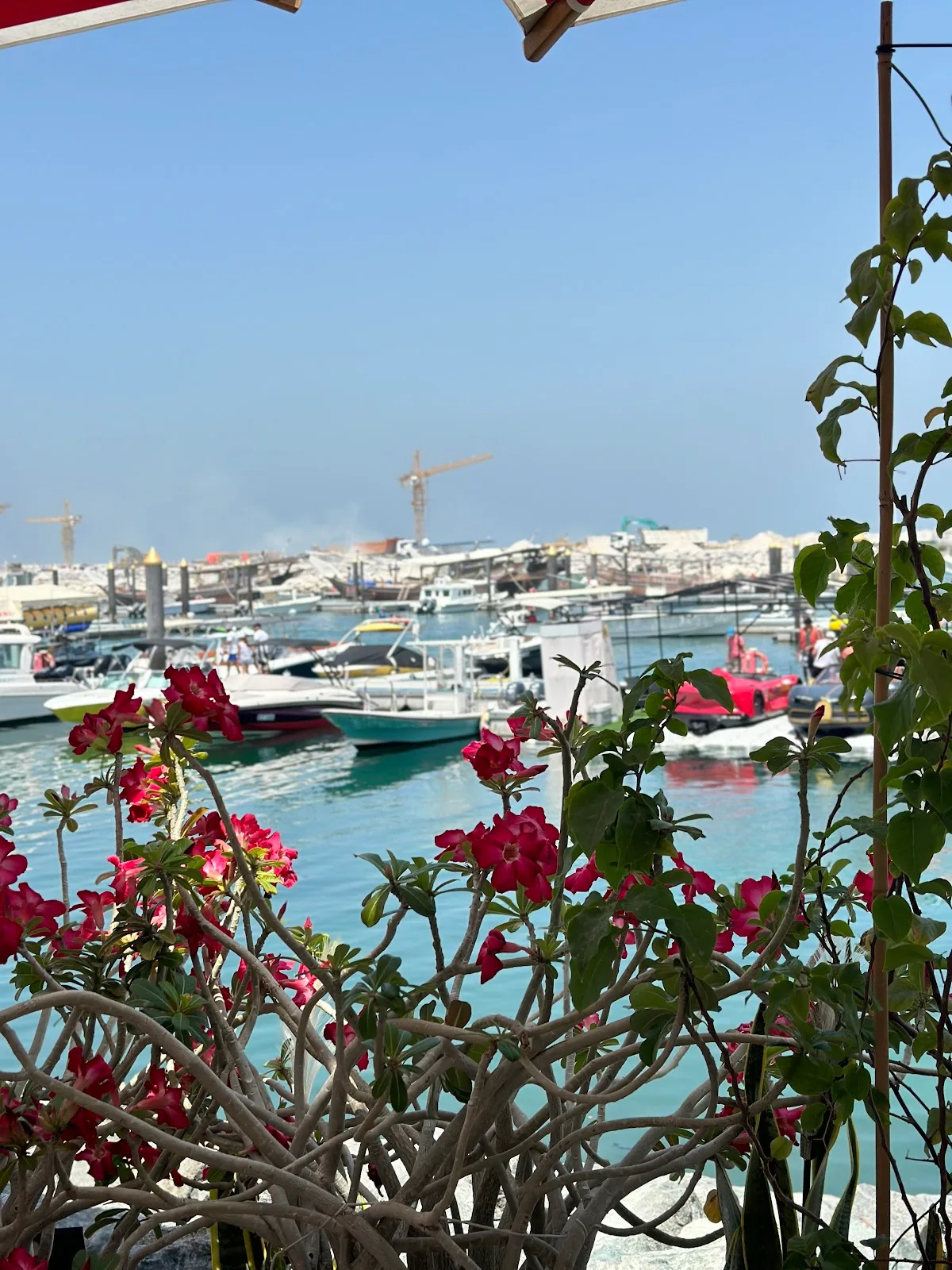 Marina view with bougainvillea and moored boats
