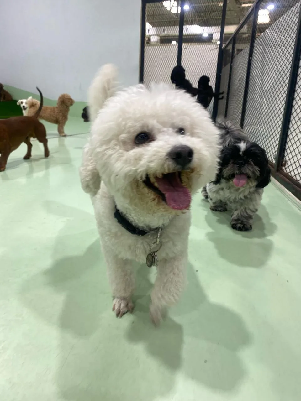 A happy Bichon walking indoors