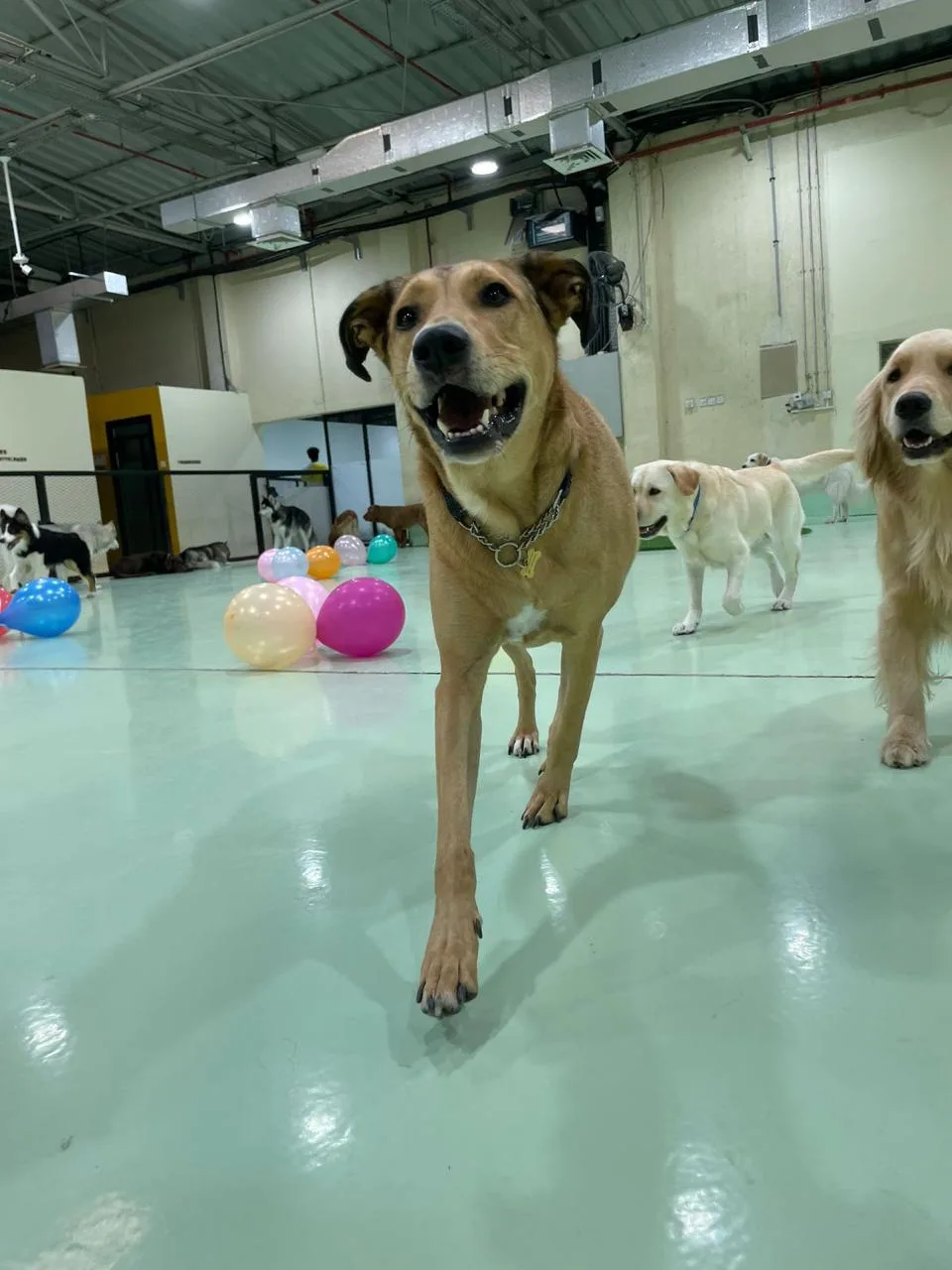 A dog running happily across the indoor daycare hall
