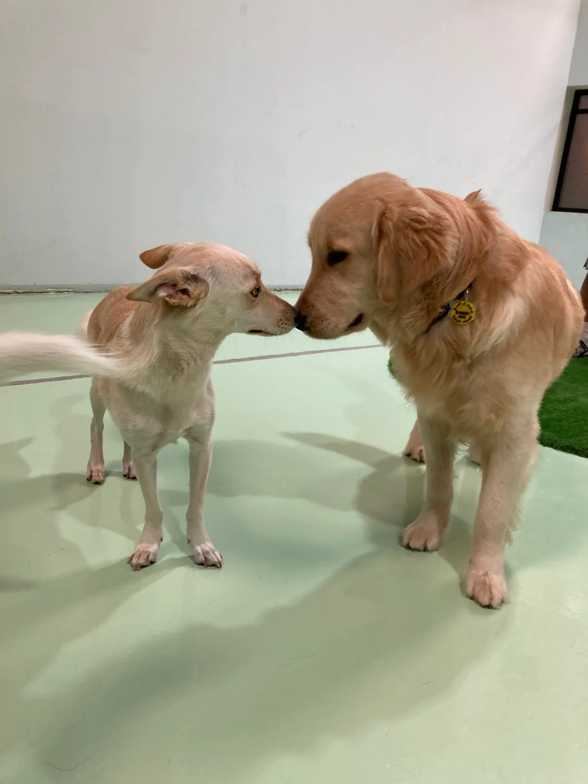 Two dogs greeting each other indoors