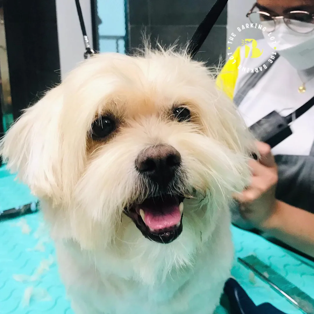 A freshly groomed white Maltese smiling at The Barking Lot