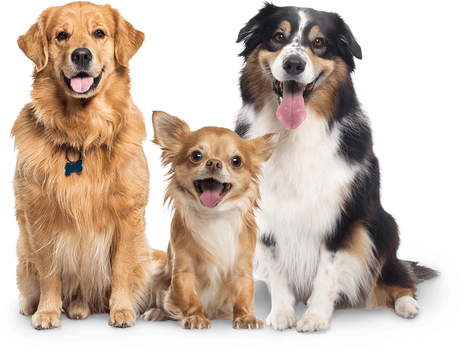 Three happy dogs — a golden retriever, a chihuahua and a tri-colour collie — sitting together