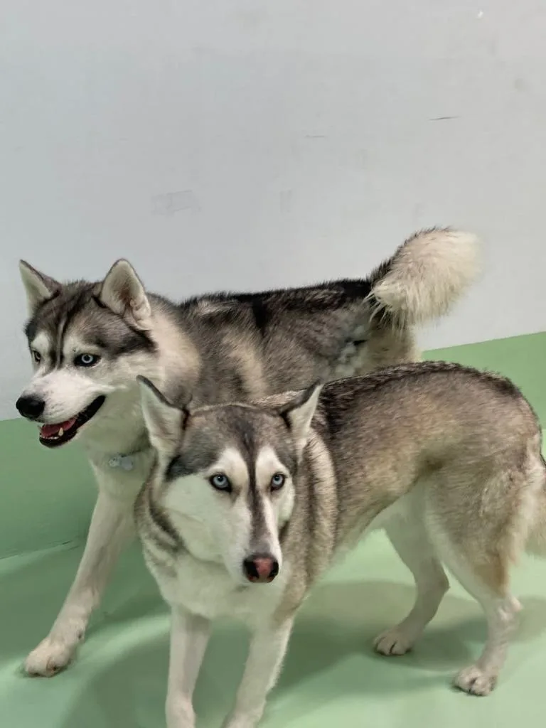 Two huskies in the grooming room