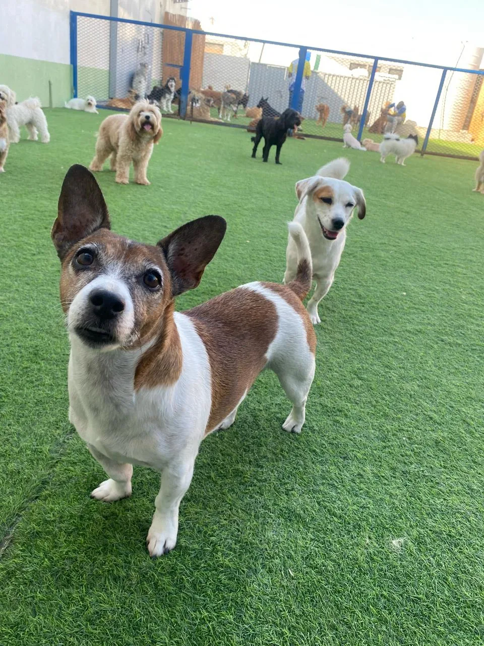 A Jack Russell looking up on the outdoor turf