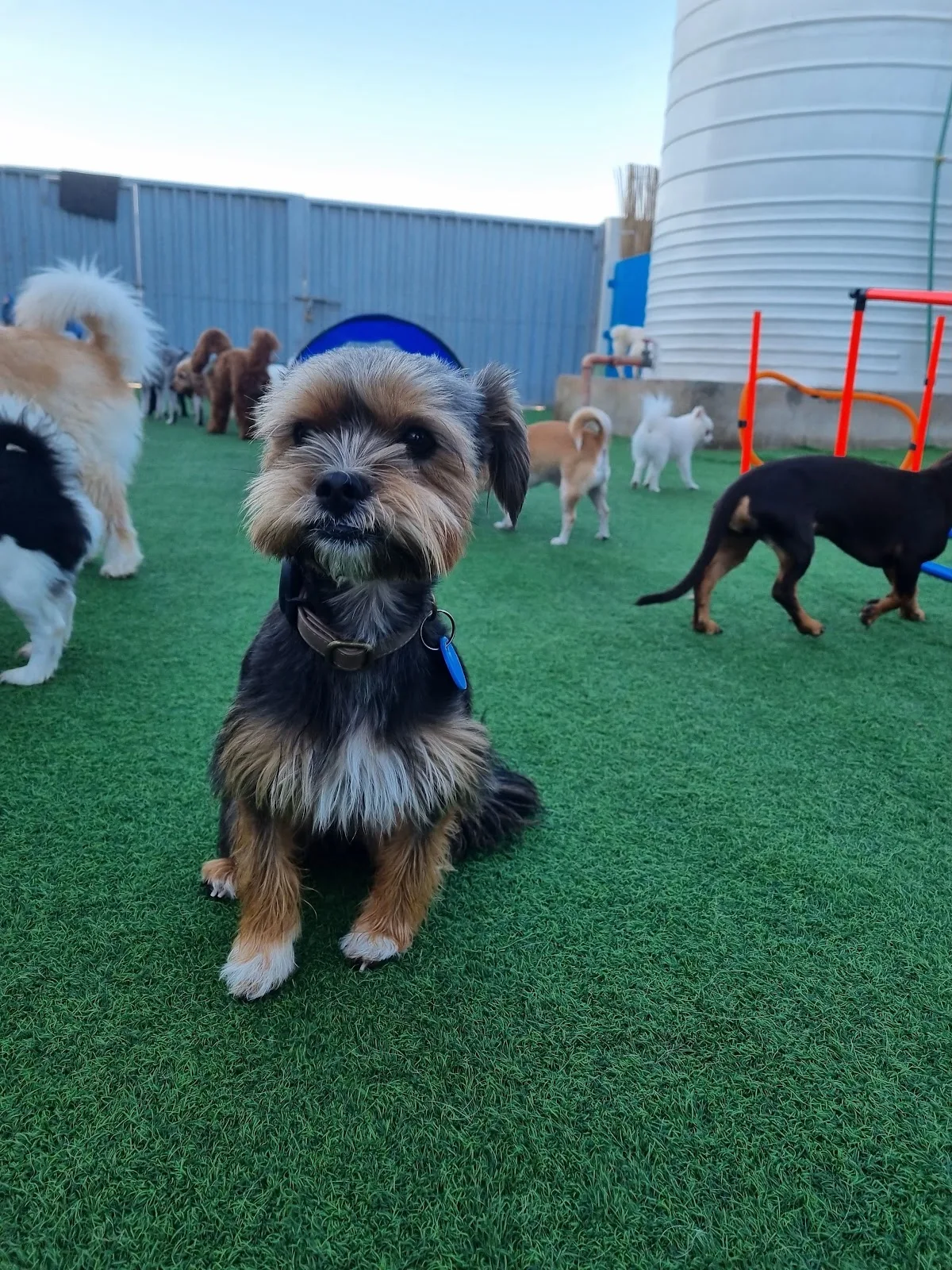 A small dog enjoying the outdoor turf play yard
